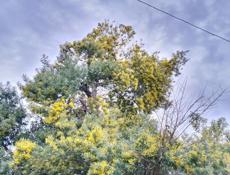 Продам мимозу