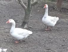 Продаются гуси и утки