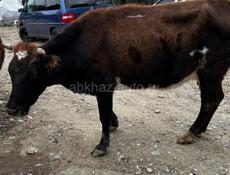 Дойные коровы