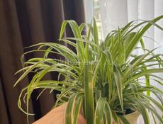 Продаю комнатные цветы 