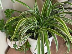 Продаю комнатные цветы 