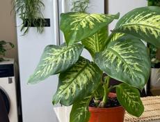 Продаю комнатные цветы 