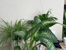 Продаю комнатные цветы 