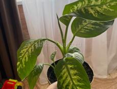 Продаю комнатные цветы 