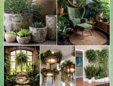 Озеленение, ФитоДизайнер