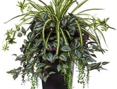 Озеленение, ФитоДизайнер