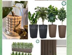 Озеленение, ФитоДизайнер