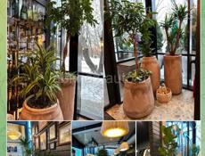 Озеленение, ФитоДизайнер 