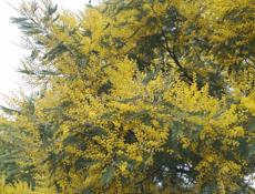 Продаётся мимоза 