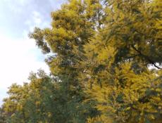 Продаётся мимоза 