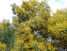 Продаётся мимоза 