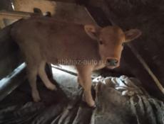 Телёнок бычок