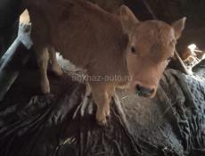 Телёнок бычок