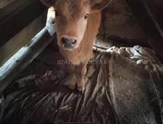 Телёнок бычок