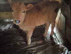 Телёнок бычок