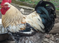 Петухи
