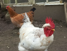 Петухи