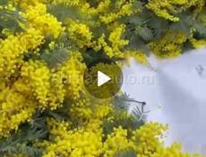 мимозу продаем , одна коробка стоит 1500 рублей, ровна пят кило ложим, можете заказать любои объём все сады покажем при вас можем упаковать,, можно ваццап +79409512405