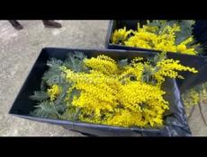 мимозу продаем , одна коробка стоит 1500 рублей, ровна пят кило ложим, можете заказать любои объём все сады покажем при вас можем упаковать,, можно ваццап +79409512405