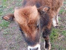 Бычок 6 месецев