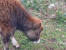 Бычок 6 месецев