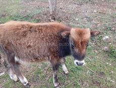 Бычок 6 месецев