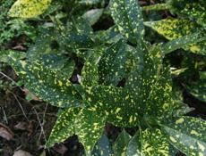 Цветок саженцы 