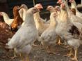 Цыплята 