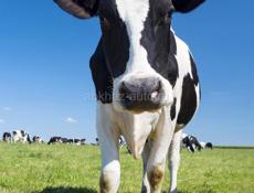 Продаю коров -есть дойные с телятами  ,есть беремены 