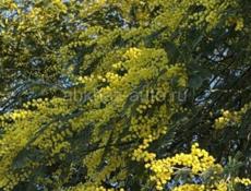 Мимозу продаю готовый в коробках, заказ принимаю на л? бот объём, сады покажу если понравитс  при вам начну заготавливать,, можно по вак  , цена 1500 рублей.