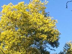 Мимозу продаю готовый в коробках, заказ принимаю на л? бот объём, сады покажу если понравитс  при вам начну заготавливать,, можно по вак  , цена 1500 рублей.