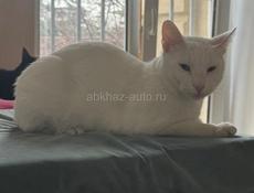 Пропал котик Ося