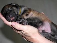 Щенки в добрые руки 