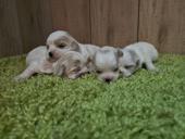 Мальтипу и той пудели