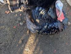 Продаются индюшата