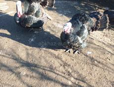 Продаются индюшата