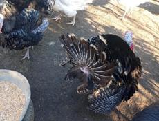 Продаются индюшата