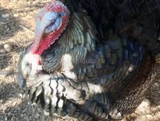 Продаются индюшата