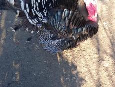 Продаются индюшата