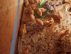 Продаются перепелки.