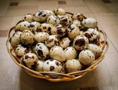 Яица перепела, инкубационные. порода-Белый техас.