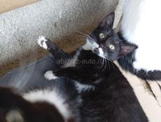 Отдаю в добрые руки