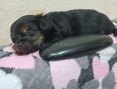 Мини Йорк девочка 06.01.2026 г.р.