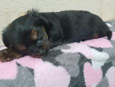 Мини Йорк девочка 06.01.2026 г.р.