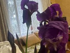 Пощница по дому