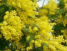 Продам мимозу 