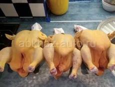 Цыплята Ред бро