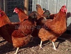 Цыплята Ред бро