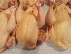 Цыплята Ред бро