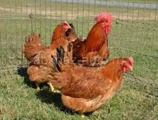 Цыплята Ред бро